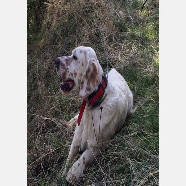 Collare gps cani e gatti satellitare